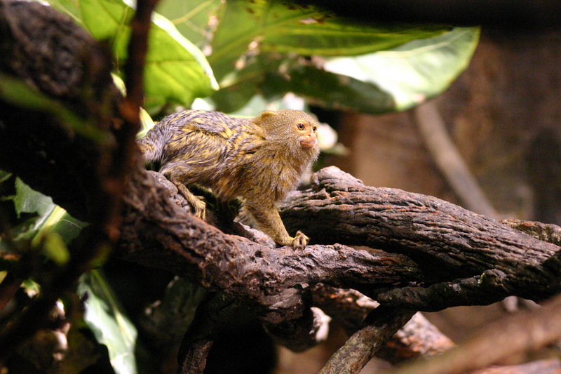 Pygmy Marmoset (Callithrix pygmaea); DISPLAY FULL IMAGE.