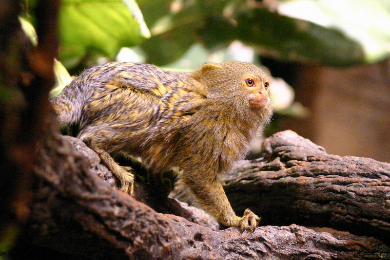 Pygmy Marmoset (Callithrix pygmaea) {crop}; DISPLAY FULL IMAGE.