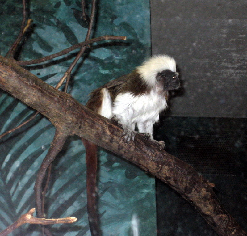 Tamarin (Family: Cebidae, Genus: Saguinus) - Wiki; DISPLAY FULL IMAGE.