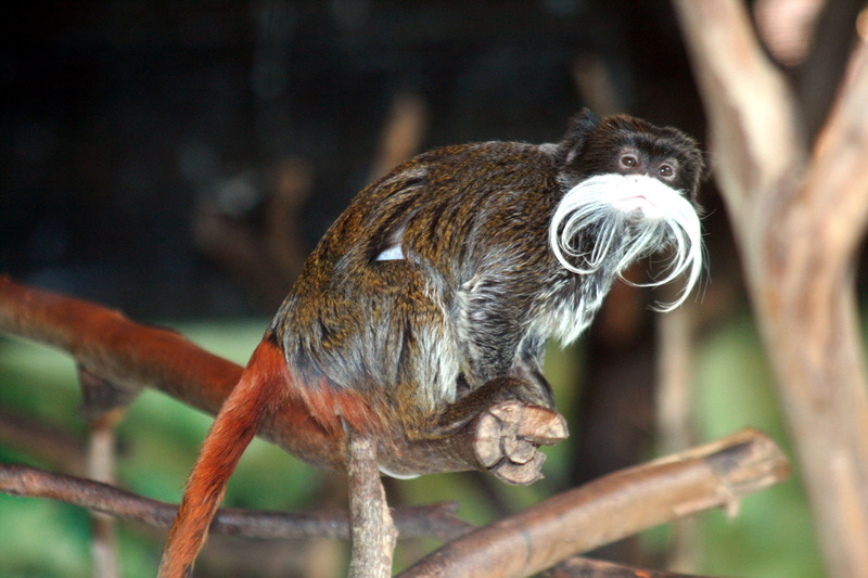 Emperor Tamarin (Saguinus imperator) - Wiki; DISPLAY FULL IMAGE.