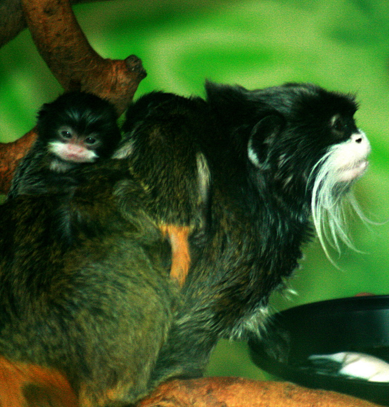 Emperor Tamarin (Saguinus imperator) with baby; DISPLAY FULL IMAGE.