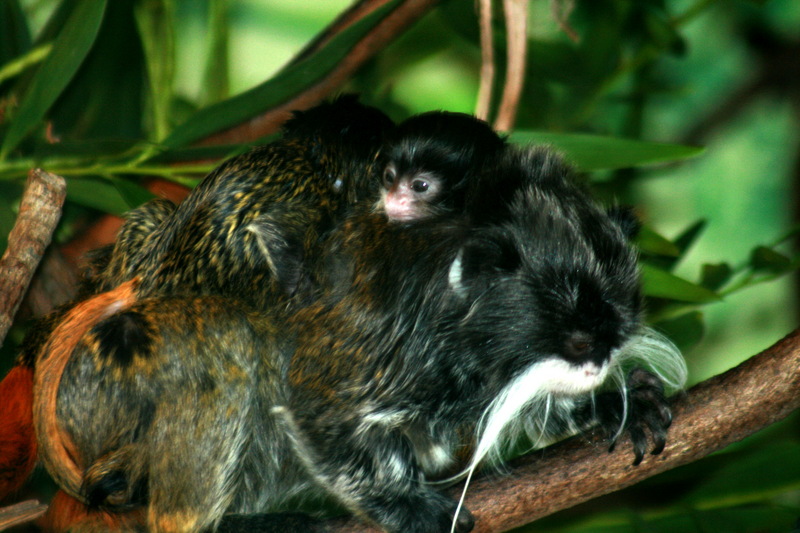 Emperor Tamarin (Saguinus imperator) with baby; DISPLAY FULL IMAGE.