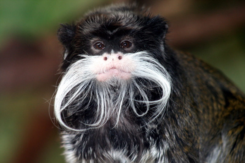 Emperor Tamarin (Saguinus imperator) portrait; DISPLAY FULL IMAGE.