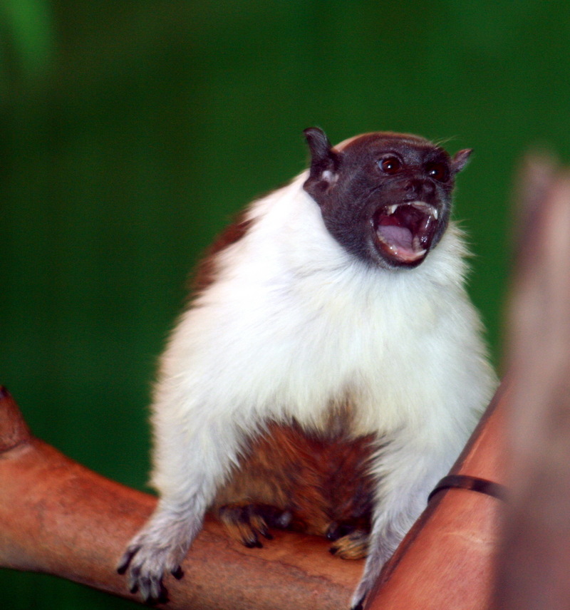 Pied Tamarin (Saguinus bicolor) - Wiki; DISPLAY FULL IMAGE.