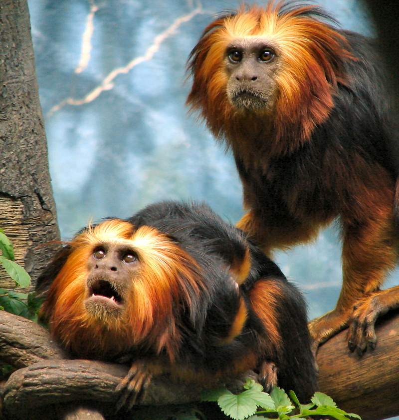 Golden-headed Lion Tamarin (Leontopithecus chrysomelas); DISPLAY FULL IMAGE.