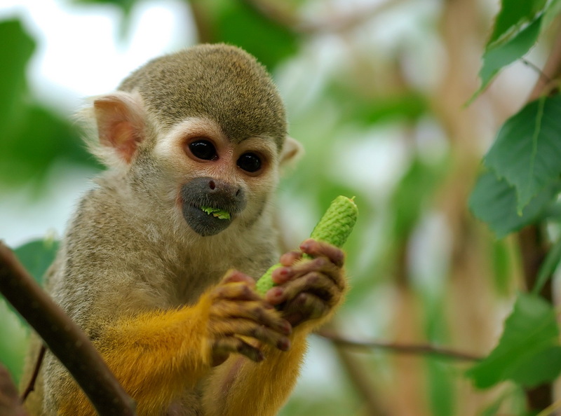 Squirrel Monkey (Family: Cebidae, Genus: Saimiri) - Wiki; DISPLAY FULL IMAGE.