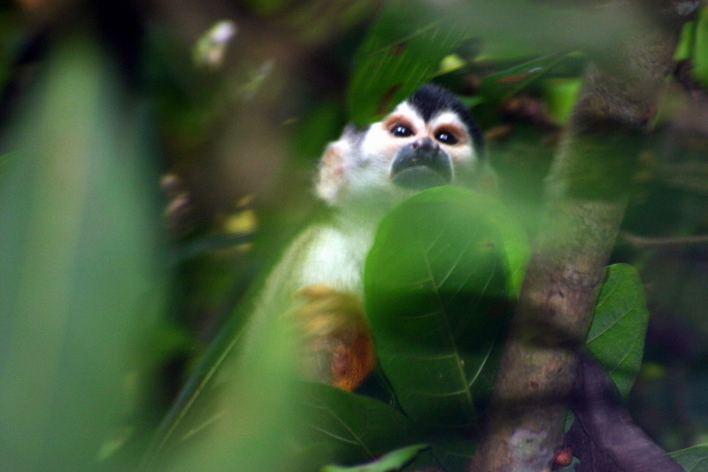 Central American Squirrel Monkey (Saimiri oerstedii) - Wiki; DISPLAY FULL IMAGE.