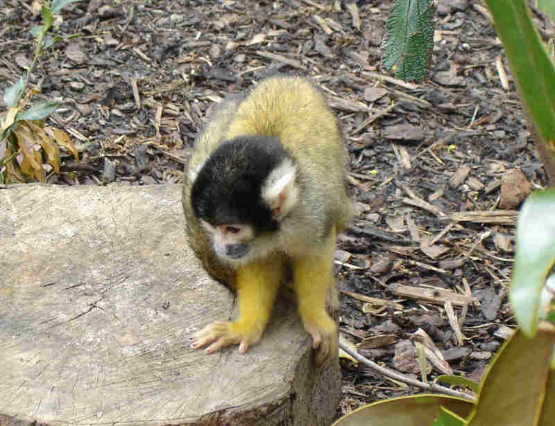 Black-capped Squirrel Monkey (Saimiri boliviensis) - Wiki; DISPLAY FULL IMAGE.
