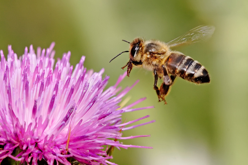 Western Honey Bee (Apis mellifera) - Wiki; DISPLAY FULL IMAGE.