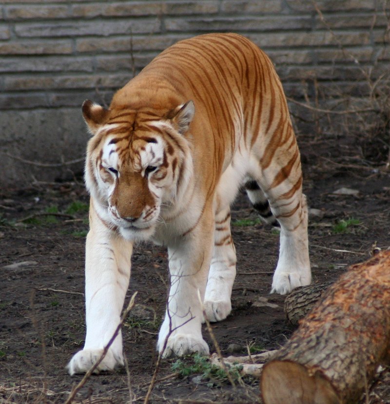 Golden Tabby (Golden Tiger) - Wiki; DISPLAY FULL IMAGE.