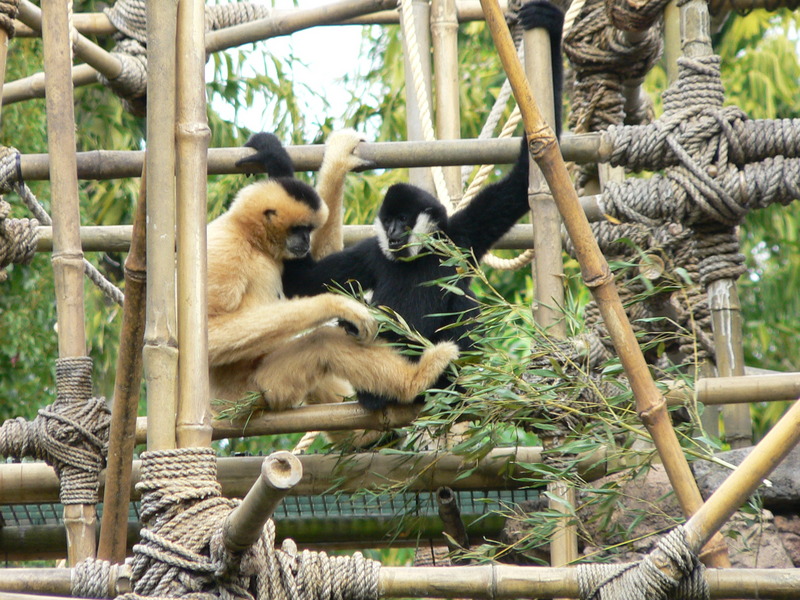 White-cheeked Crested Gibbon (Nomascus leucogenys) pair; DISPLAY FULL IMAGE.