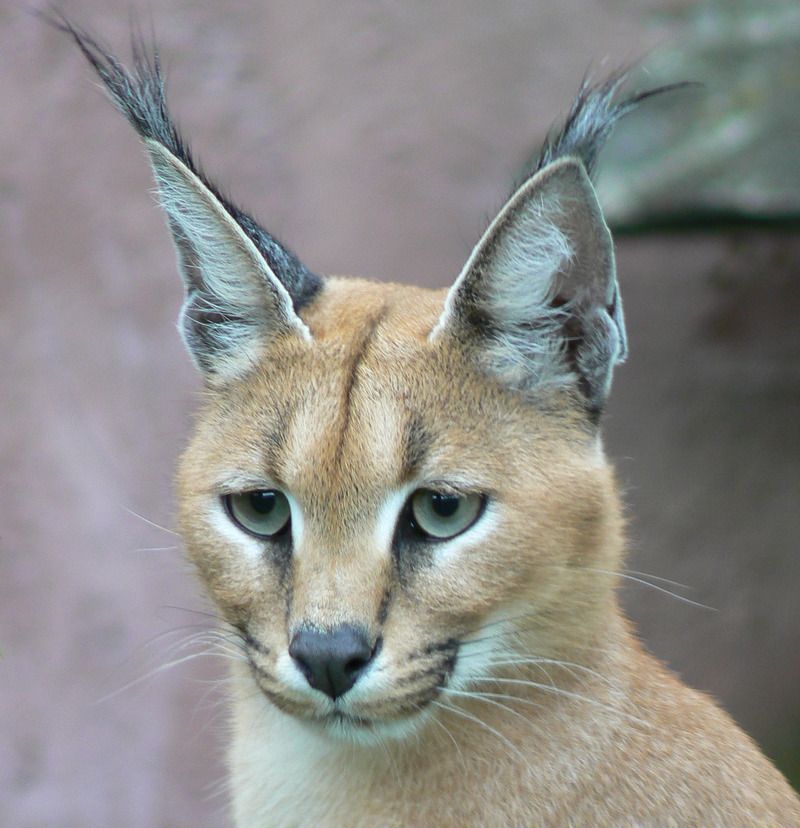 Caracal (Caracal caracal) - Wiki; DISPLAY FULL IMAGE.