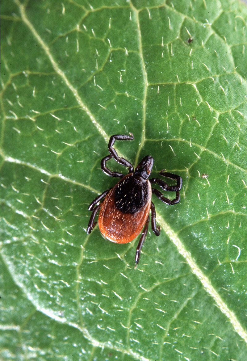 Common Deer Tick (Ixodes scapularis) - Wiki; DISPLAY FULL IMAGE.