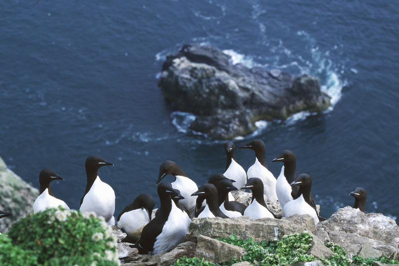 Brünnich's Guillemot (Uria lomvia) - Wiki; DISPLAY FULL IMAGE.