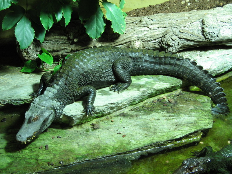 Cuvier's Dwarf Caiman (Paleosuchus palpebrosus) - Wiki; DISPLAY FULL IMAGE.