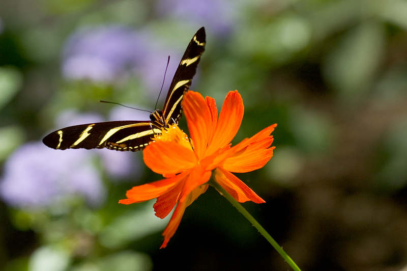 Zebra Longwing Butterfly (Heliconius charithonia) - Wiki; DISPLAY FULL IMAGE.