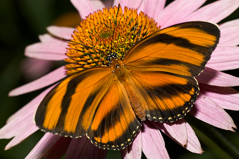 Banded Orange Heliconian (Dryadula phaetusa) - Wiki; DISPLAY FULL IMAGE.