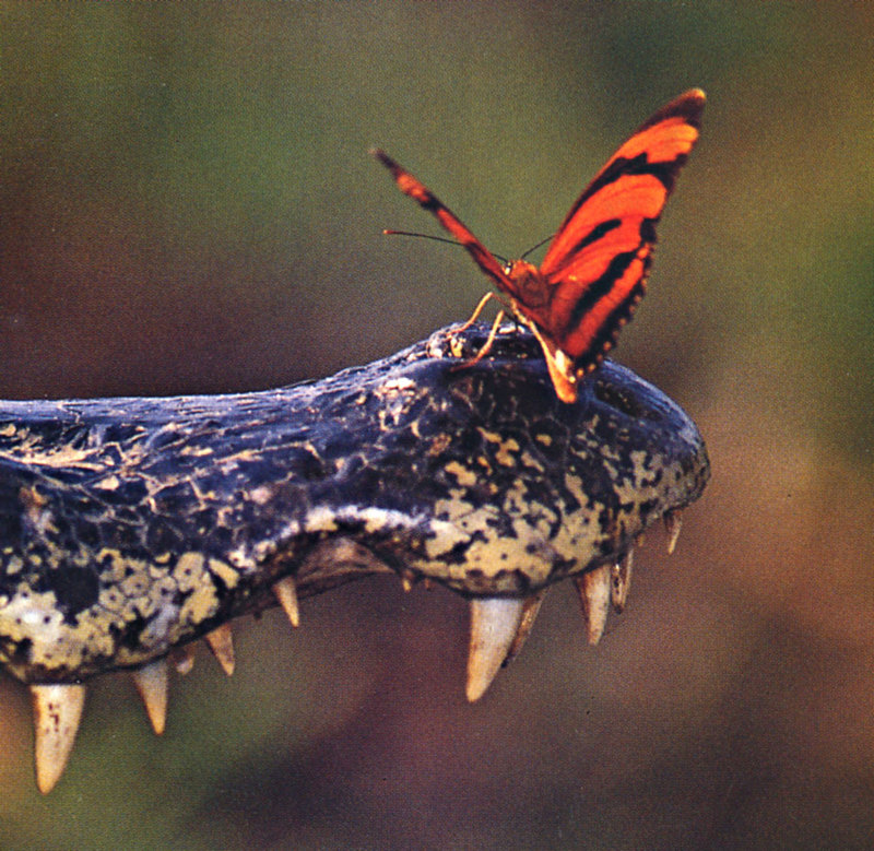 Banded Orange Heliconian (Dryadula phaetusa); DISPLAY FULL IMAGE.