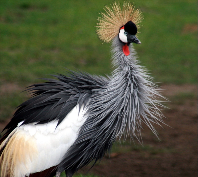 Grey Crowned Crane (Balearica regulorum) - Wiki; DISPLAY FULL IMAGE.