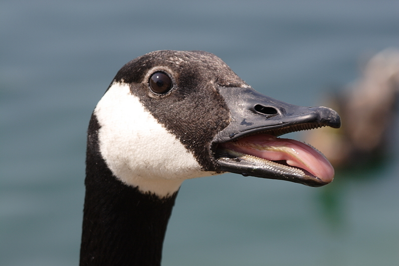 Canada Goose (Branta canadensis) - Wiki; DISPLAY FULL IMAGE.