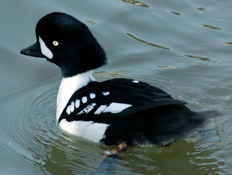 Barrow's Goldeneye (Bucephala islandica) - Wiki; DISPLAY FULL IMAGE.