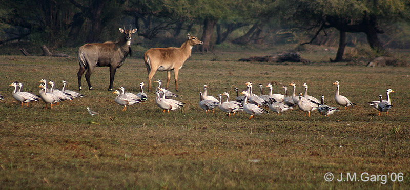 Bar-headed Goose (Anser indicus) - Wiki; DISPLAY FULL IMAGE.