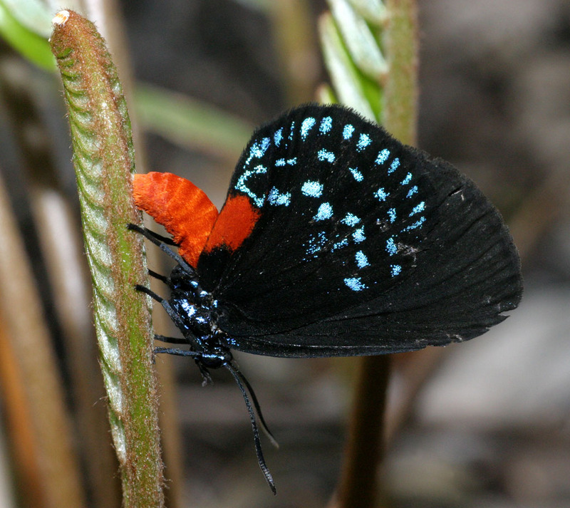 Coontie Hairstreak (Eumaeus atala) - Wiki; DISPLAY FULL IMAGE.