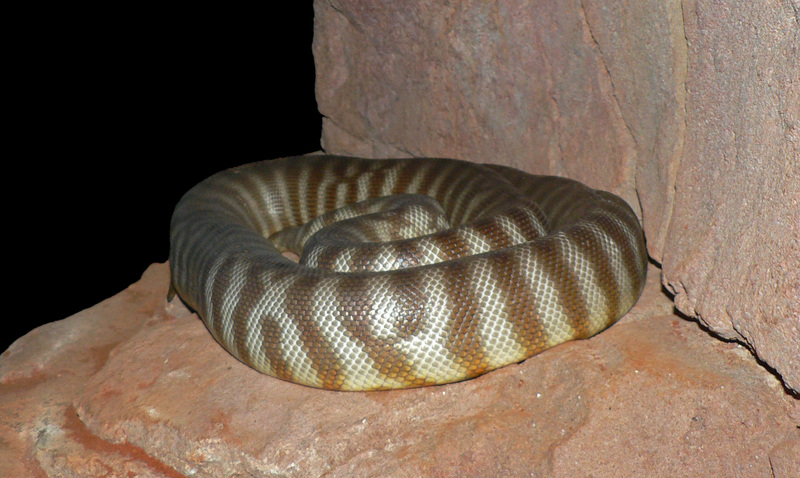 Woma Python (Aspidites ramsayi) - Wiki; DISPLAY FULL IMAGE.