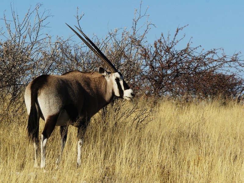 Gemsbok (Oryx gazella) - Wiki; DISPLAY FULL IMAGE.