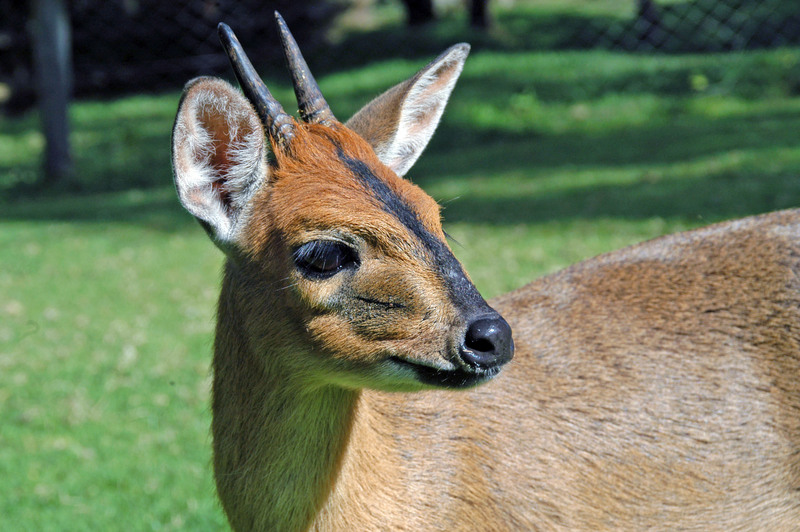 Common Duiker (Sylvicapra grimmia) - Wiki; DISPLAY FULL IMAGE.