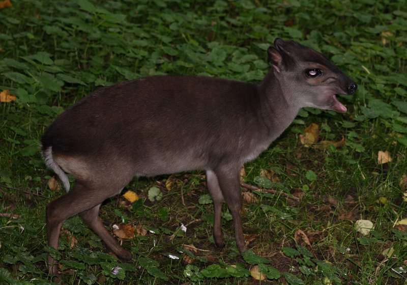 Blue Duiker(Cephalophus monticola) - Wiki; DISPLAY FULL IMAGE.