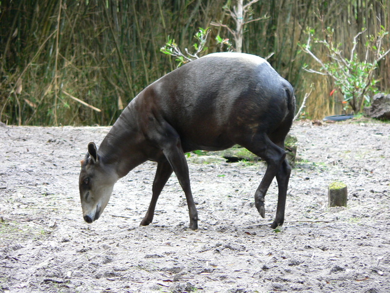 Yellow-backed Duiker (Cephalophus silvicultor) - Wiki; DISPLAY FULL IMAGE.