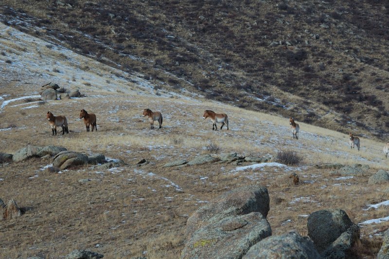 Przewalski's Horse (Equus ferus przewalskii) - Wiki; DISPLAY FULL IMAGE.