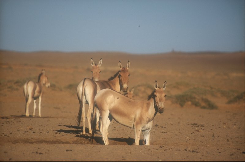 Mongolian Wild Ass (Equus hemionus hemionus) - Wiki; DISPLAY FULL IMAGE.
