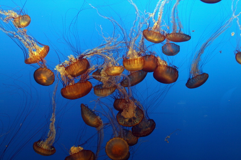 Sea Nettle Jellyfish (Chrysaora quinquecirrha) - Wiki; DISPLAY FULL IMAGE.