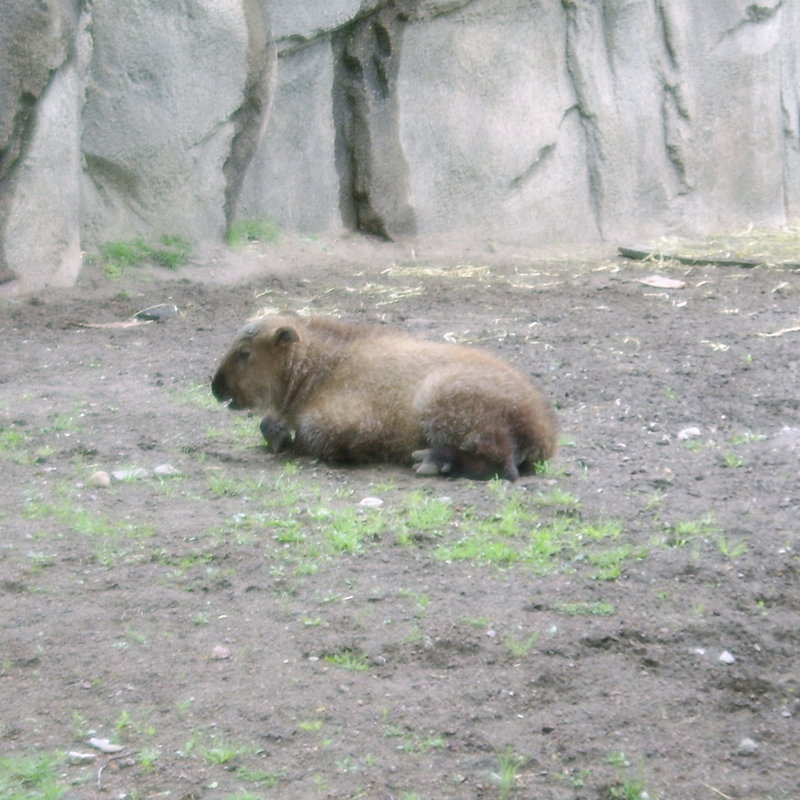 Sichuan Takin (Budorcas taxicolor whitei) calf; DISPLAY FULL IMAGE.