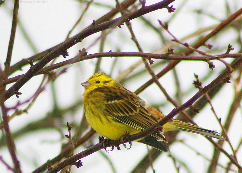 Yellowhammer (Emberiza citrinella) - Wiki; DISPLAY FULL IMAGE.