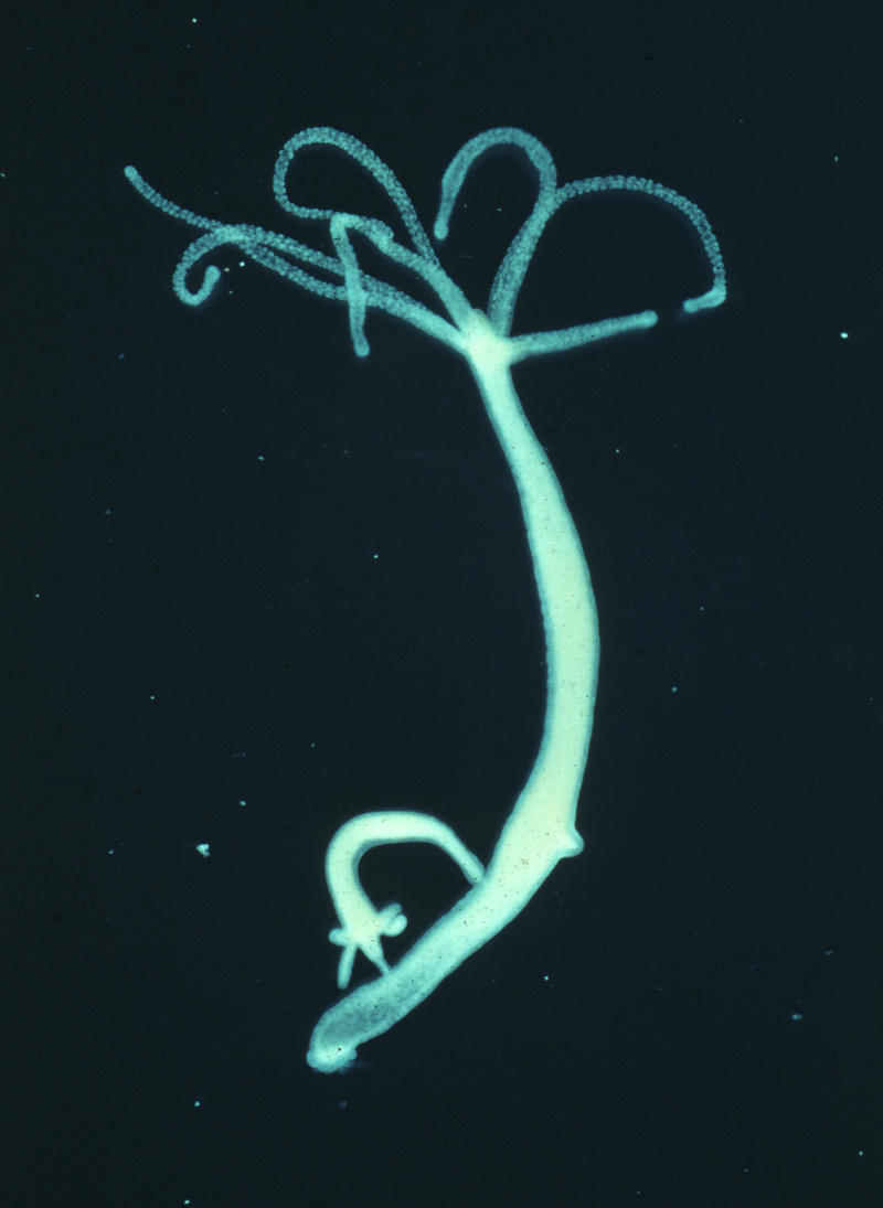 Hydra viridissima - Wiki; DISPLAY FULL IMAGE.