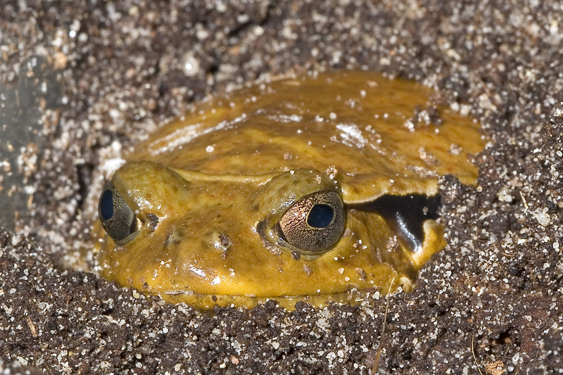 False Tomato Frog (Dyscophus guineti) - Wiki; DISPLAY FULL IMAGE.