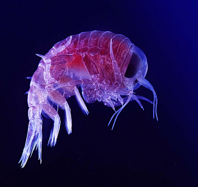 Amphipod (Class: Malacostraca, Order: Amphipoda) - Wiki; DISPLAY FULL IMAGE.