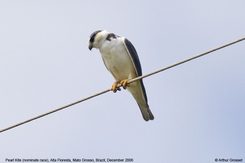 Pearl Kite (Gampsonyx swainsonii) - Wiki; DISPLAY FULL IMAGE.