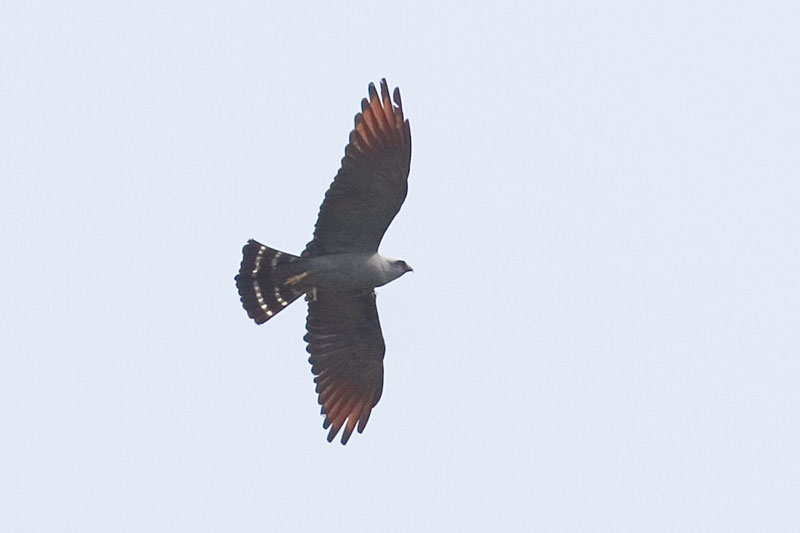 Plumbeous Kite (Ictinia plumbea) - Wiki; DISPLAY FULL IMAGE.