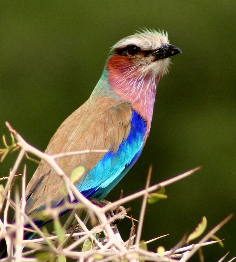 Roller (Family: Coraciidae) - Wiki; DISPLAY FULL IMAGE.