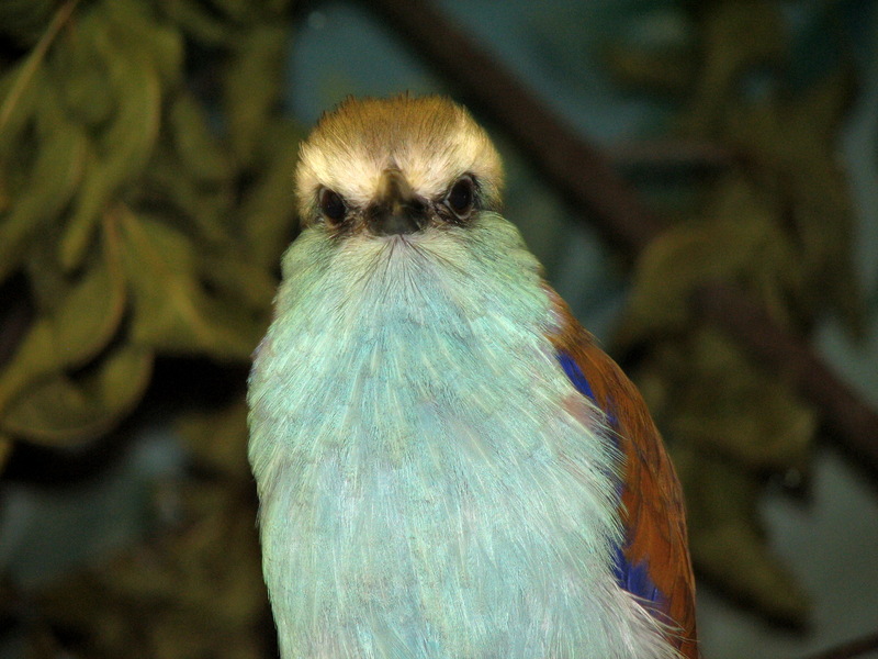 Racket-tailed Roller (Coracias spatulatus) - Wiki; DISPLAY FULL IMAGE.