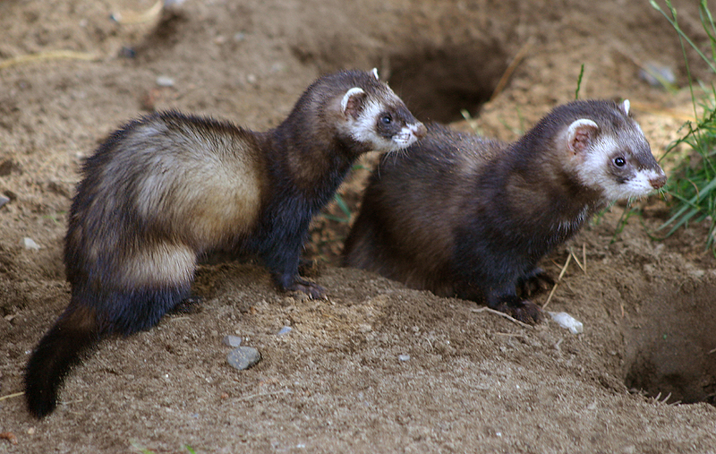 European Polecat (Mustela putorius) - Wiki; DISPLAY FULL IMAGE.