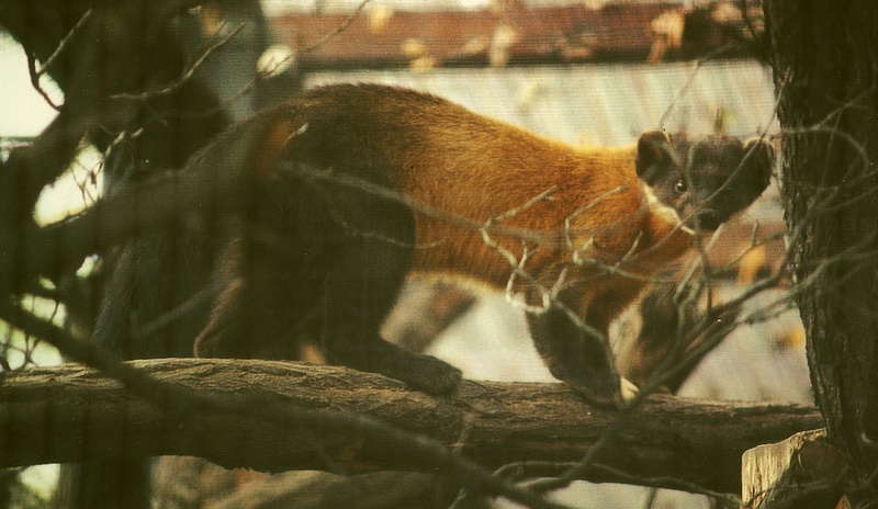 Yellow-throated Marten (Martes flavigula) - Wiki; DISPLAY FULL IMAGE.
