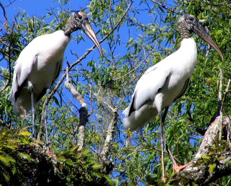 Wood Stork (Mycteria americana) - Wiki; DISPLAY FULL IMAGE.