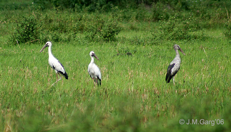 Asian Openbill Stork (Anastomus oscitans) - Wiki; DISPLAY FULL IMAGE.