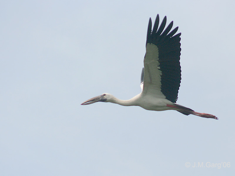 Asian Openbill Stork (Anastomus oscitans) flying; DISPLAY FULL IMAGE.