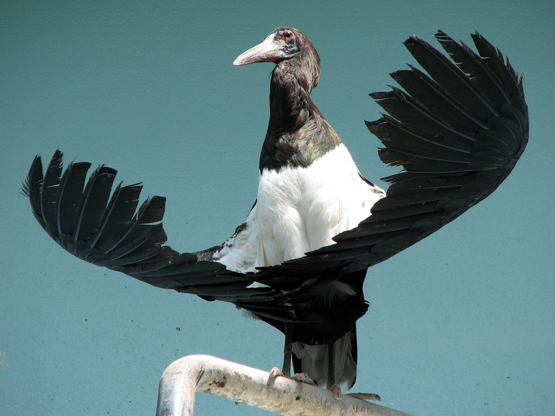 Abdim's Stork (Ciconia abdimii) - Wiki; DISPLAY FULL IMAGE.